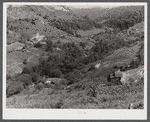 General landscape near Hyden, Kentucky, showing mountain cabins, sheds and cornfields.