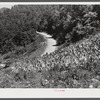 Tobacco ripening and ready for cutting on steep hillside in mountain section. Perry County, Kentucky.