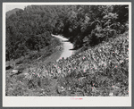 Tobacco ripening and ready for cutting on steep hillside in mountain section. Perry County, Kentucky.
