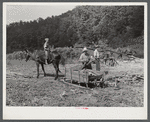 Mountaineer's son with mule and sled which hauled the wood across the creek to be used in boiling down the sorghum cane sap into syrup. On the highway between Jackson and Campton, Kentucky.