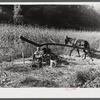 Ginning the sorghum cane while making syrup at a mountaineer's home in Breathitt County, Kentucky.