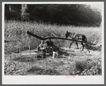 Ginning the sorghum cane while making syrup at a mountaineer's home in Breathitt County, Kentucky.