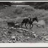 Mountaineer's son hauling wood across the creek with a mule and sled. It is to be used in boiling down the sorghum cane sap into syrup. On the highway between Jackson and Campton, Kentucky.