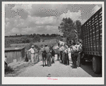 Farmers trading mules and horses on "Jockey Street" in Campton, Kentucky.