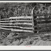 Split rail fence up South Fork of the Kentucky River. Kentucky.