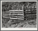 Split rail fence up South Fork of the Kentucky River. Kentucky.