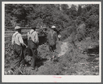 Mountain people carrying a coffin up the creek bed to the family graveyard where it will be buried. This section is too isolated to have a formal funeral service immediately. Up South Fork of the Kentucky River, Kentucky.