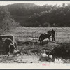 Mountaineers trying to pull the car out of the creek with a mule. South Fork of the Kentucky River. Breathitt County.