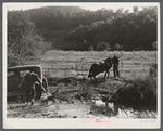 Mountaineers trying to pull the car out of the creek with a mule. South Fork of the Kentucky River. Breathitt County.