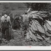 Mountaineers near Jackson, Kentucky cutting their tobacco.