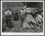 Mountaineers near Jackson, Kentucky cutting their tobacco.