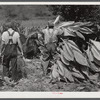 Mountaineers near Jackson, Kentucky cutting their tobacco.