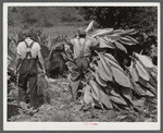 Mountaineers near Jackson, Kentucky cutting their tobacco.