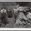 Mountaineers near Jackson, Kentucky cutting their tobacco.