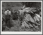 Mountaineers near Jackson, Kentucky cutting their tobacco.