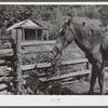 Horse hitched to rail fence outside of school. Up South Fork of the Kentucky River, Kentucky.