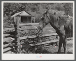 Horse hitched to rail fence outside of school. Up South Fork of the Kentucky River, Kentucky.