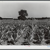 Burley tobacco, usually small and poor crop because of severe drought. Tobacco barn in background on very large farm of Penn Brothers. Near Lexington, Kentucky.