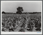 Burley tobacco, usually small and poor crop because of severe drought. Tobacco barn in background on very large farm of Penn Brothers. Near Lexington, Kentucky.