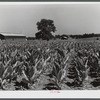 Burley tobacco, usually small and poor crop because of severe drought. Tobacco barn in background on very large farm of Penn Brothers. Near Lexington, Kentucky.