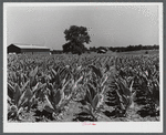 Burley tobacco, usually small and poor crop because of severe drought. Tobacco barn in background on very large farm of Penn Brothers. Near Lexington, Kentucky.