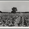 Burley tobacco, unusually small and poor crop because of severe drought. Tobacco barn in background on very large farm of Pennsylvania Brothers. Near Lexington, Kentucky.