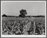 Burley tobacco, unusually small and poor crop because of severe drought. Tobacco barn in background on very large farm of Pennsylvania Brothers. Near Lexington, Kentucky.