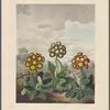 Polyanthus