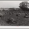 Burley tobacco, after it has been cut and wilted, is placed in small piles before being picked up by wagon and taken to dry and curing barn. Russell Spear's farm near Lexington, Kentucky.