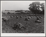 Burley tobacco, after it has been cut and wilted, is placed in small piles before being picked up by wagon and taken to dry and curing barn. Russell Spear's farm near Lexington, Kentucky.