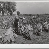 Cutting burley tobacco and putting it on sticks to wilt before taking it into curing and drying barn. Russell Spear's farm, near Lexington, Kentucky.