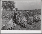 Cutting burley tobacco and putting it on sticks to wilt before taking it into curing and drying barn. Russell Spear's farm, near Lexington, Kentucky.