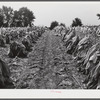 Burley tobacco is placed on sticks to wilt after cutting before it is taken into barn for drying and curing. Russell Spear's farm near Lexington, Kentucky.