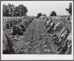 Burley tobacco is placed on sticks to wilt after cutting before it is taken into barn for drying and curing. Russell Spear's farm near Lexington, Kentucky.