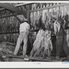 Hanging burley tobacco in the barn to dry and cure. On Russell Spear's farm near Lexington, Kentucky.