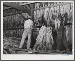 Hanging burley tobacco in the barn to dry and cure. On Russell Spear's farm near Lexington, Kentucky.