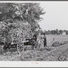 Taking burley tobacco in from the fields after it has been cut, to dry and cure in the barn. On Russell Spear's farm near Lexington, Kentucky.