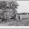 Taking burley tobacco in from the fields after it has been cut, to dry and cure in the barn. On Russell Spear's farm near Lexington, Kentucky.