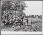 Taking burley tobacco in from the fields after it has been cut, to dry and cure in the barn. On Russell Spear's farm near Lexington, Kentucky.