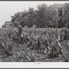 Farmers cutting tobacco and putting it on sticks to wilt before taking it to barn for drying and curing. In region between Louisville & Lexington, Kentucky.