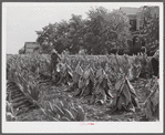 Farmers cutting tobacco and putting it on sticks to wilt before taking it to barn for drying and curing. In region between Louisville & Lexington, Kentucky.