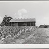 Tobacco ripening in the field by curing barn on Russell Spear's farm near Lexington, Kentucky.