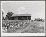 Tobacco ripening in the field by curing barn on Russell Spear's farm near Lexington, Kentucky.