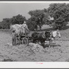 Taking burley tobacco in from the fields after it has been cut to dry and cure in the barn. On Russell Spear's farm near Lexington, Kentucky.