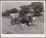 Taking burley tobacco in from the fields after it has been cut to dry and cure in the barn. On Russell Spear's farm near Lexington, Kentucky.