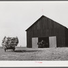 Taking burley tobacco in from the fields after it has been cut to dry and cure in the barn. On Russell Spear's farm near Lexington, Kentucky.