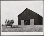 Taking burley tobacco in from the fields after it has been cut to dry and cure in the barn. On Russell Spear's farm near Lexington, Kentucky.