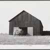 Taking burley tobacco in from the fields after it has been cut to dry and cure in the barn. On Russell Spear's farm near Lexington, Kentucky.