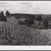 Tobacco stunted by drought near Morehead, Kentucky.