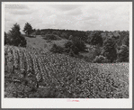 Tobacco stunted by drought near Morehead, Kentucky.